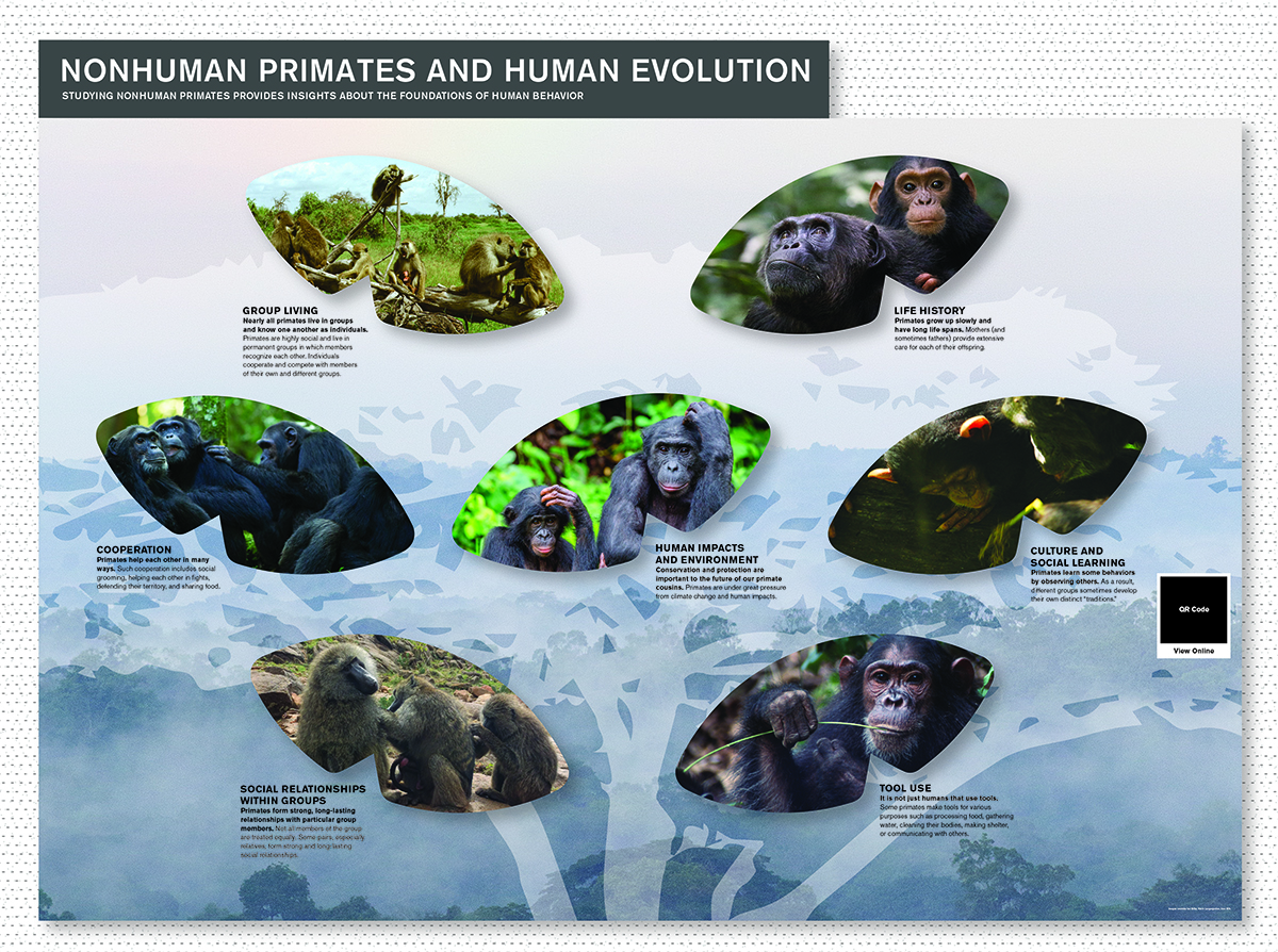 accessible nonhuman primate display—descriptions of elements included in text on this webpage