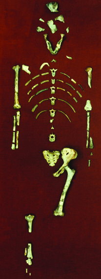 How Death Played a Role in the Evolution of Human Height