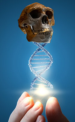 dna w neandertal