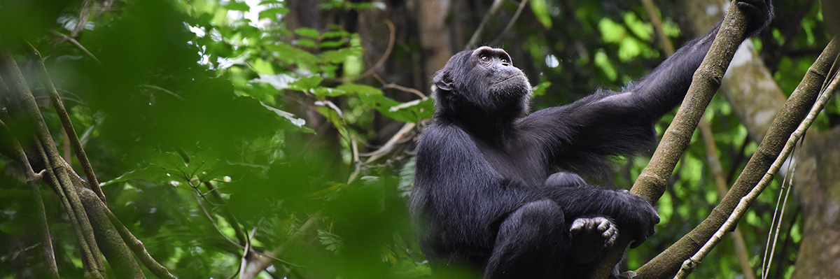 Primate Adventures and Trekking 