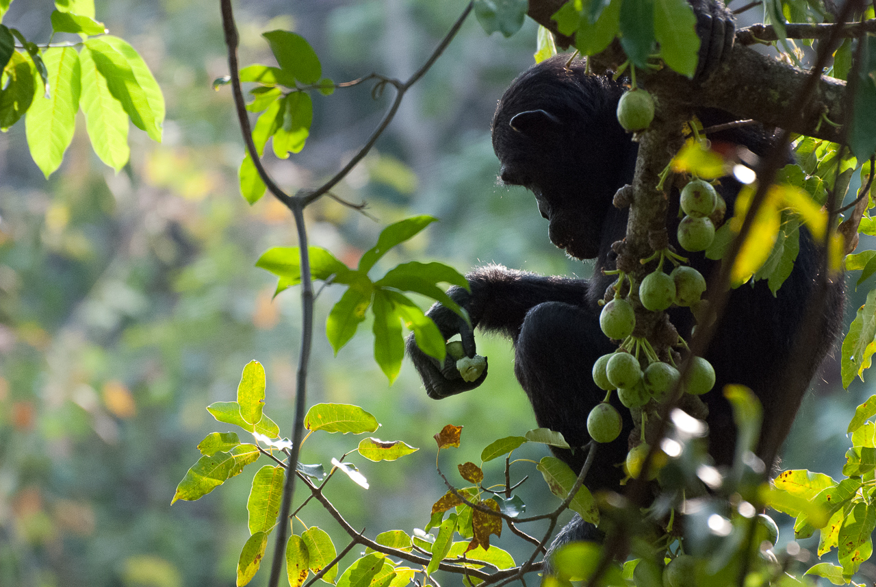 Primate Research Projects