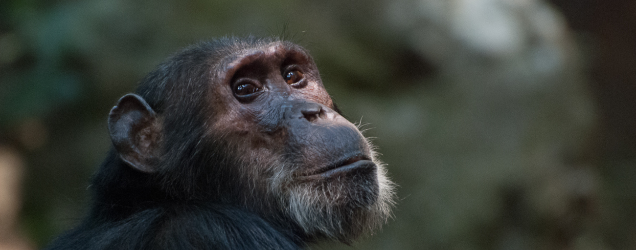 Gombe Chimpanzee Research Project