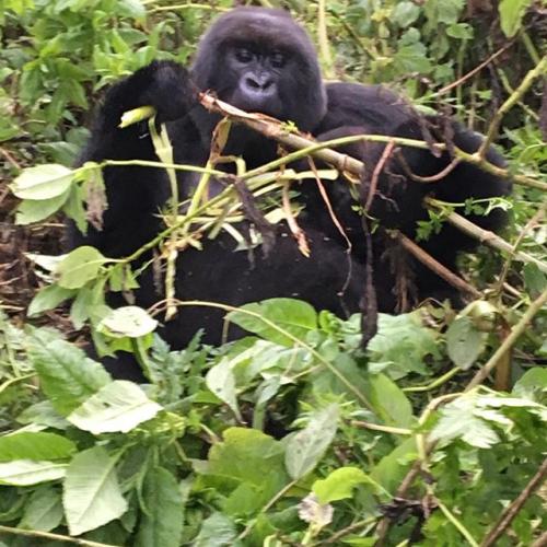 baby gorilla